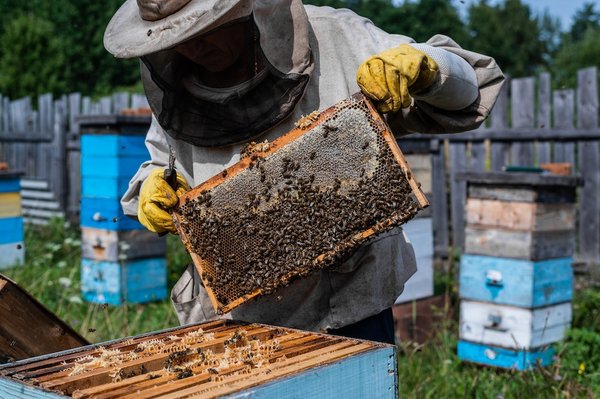 Quelles techniques pour débuter l'apiculture urbaine sur un toit ?